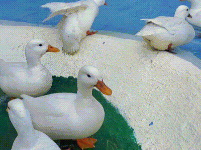 コールダックGIF