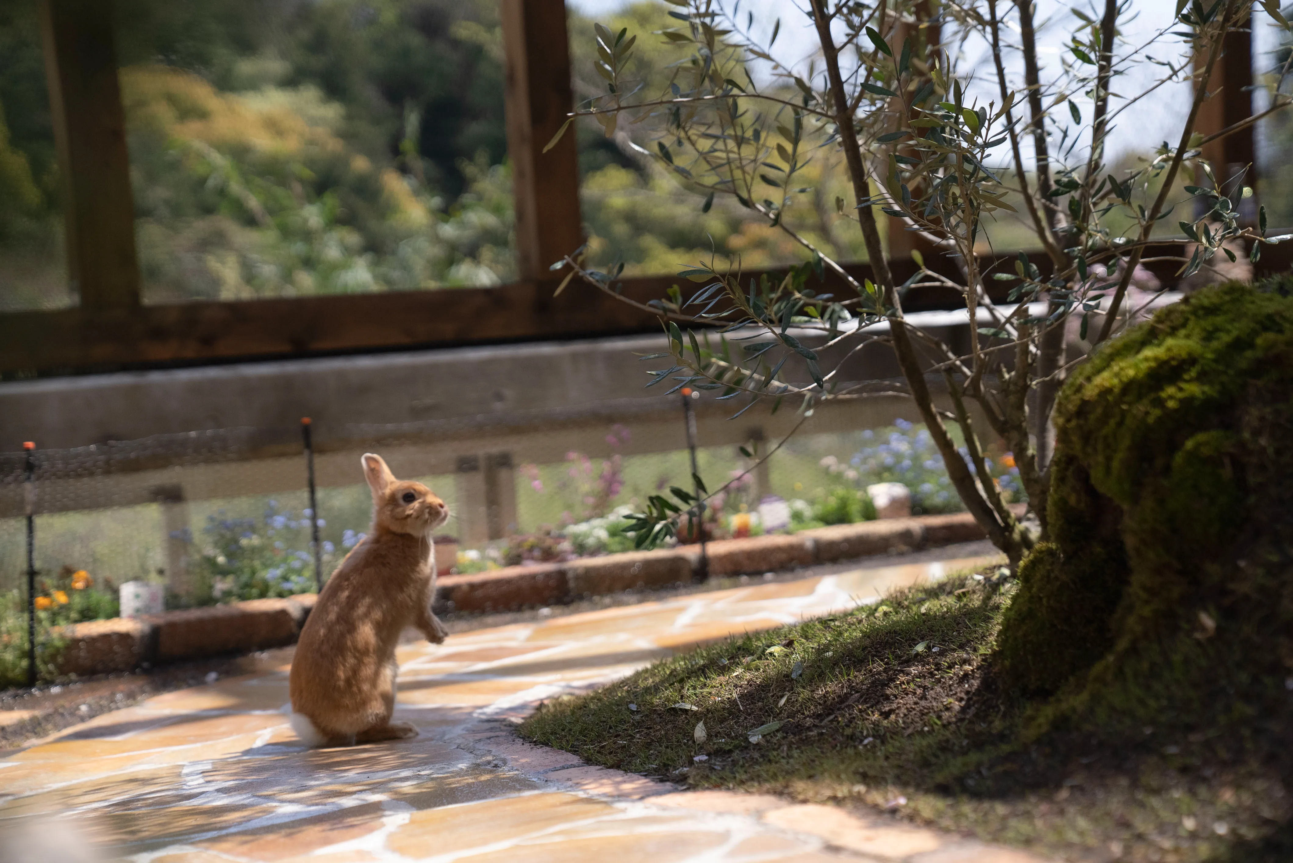 コールダックのひよこ